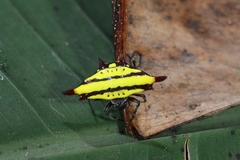 Gasteracantha diadesmia