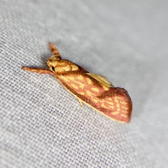 Crepidosceles chryserythra