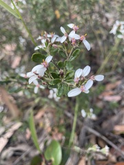 Olearia myrsinoides