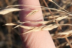 Bromus nottowayanus