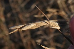Bromus nottowayanus