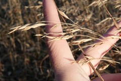 Bromus nottowayanus