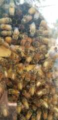 Apis mellifera