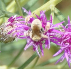 Diadasia