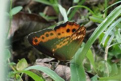 Oxeoschistus protogenia