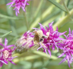 Diadasia
