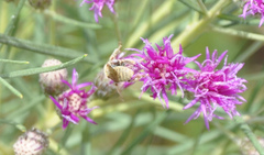 Diadasia