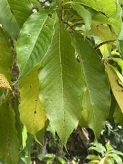 Terminalia