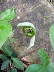 Arisaema ringens
