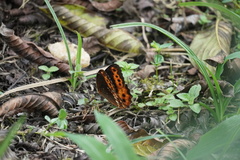 Oxeoschistus protogenia