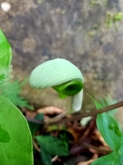 Arisaema ringens
