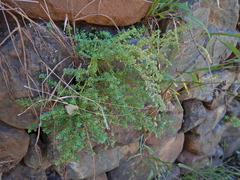 Pilea microphylla image