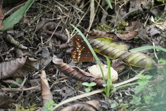 Oxeoschistus protogenia