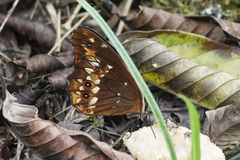 Oxeoschistus protogenia