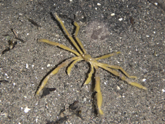 Oncinopus