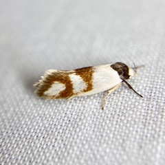 Antipterna trilicella