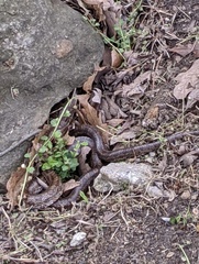 Lampropeltis calligaster