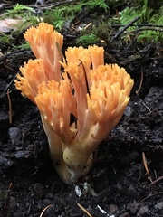 Ramaria leptoformosa