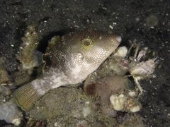 Canthigaster compressa