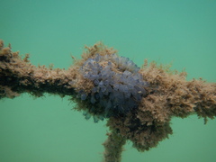 Clavelina moluccensis