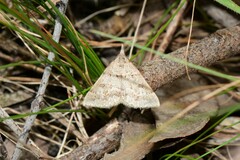 Dichromodes mesogonia