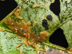 Thyrassia