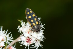 Castiarina xanthopilosa