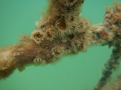 Anthothoe albocincta