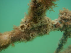Anthothoe albocincta