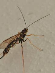 Megarhyssa nortoni