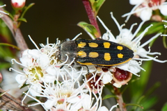 Castiarina xanthopilosa