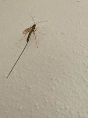 Megarhyssa nortoni