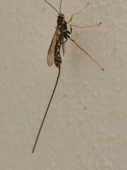 Megarhyssa nortoni