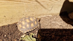 Testudinidae