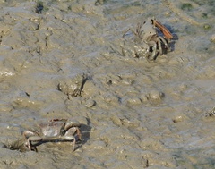 Uca maracoani