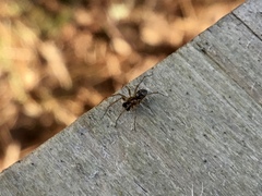 Lepthyphantes leprosus