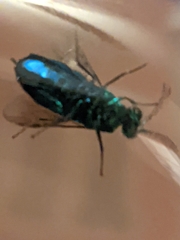 Caenochrysis