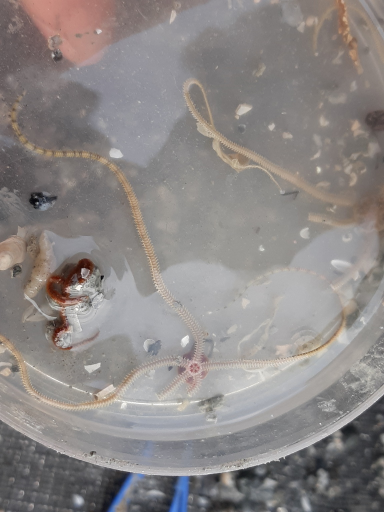 Amphiodia trychna