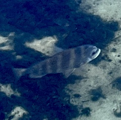 Archosargus probatocephalus