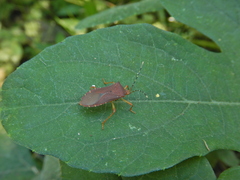 Anasa bellator