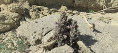Aphyllon cooperi
