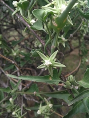 Araujia brachystephana