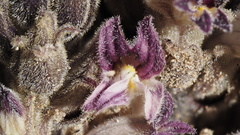 Aphyllon cooperi