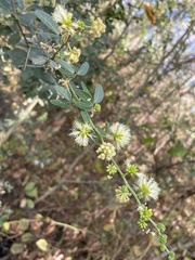 Pithecellobium dulce