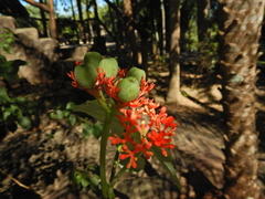 Jatropha