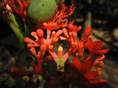 Jatropha