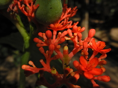 Jatropha