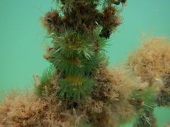 Anthothoe albocincta