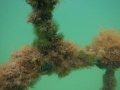 Anthothoe albocincta