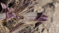 Aphyllon cooperi